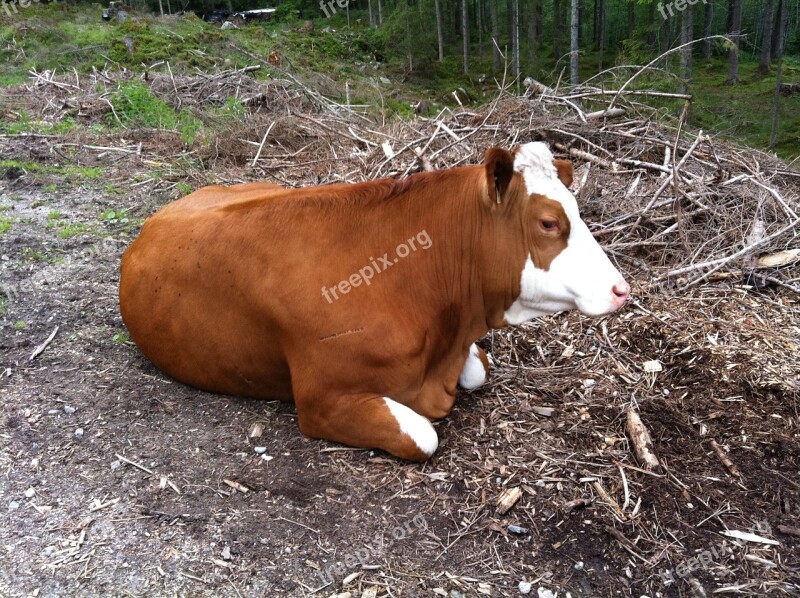 Cow Animal Rest Nature Agriculture