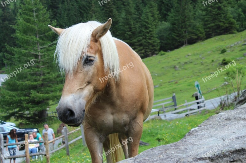 Horse Haflinger Attention Horse Head Pferdeportrait