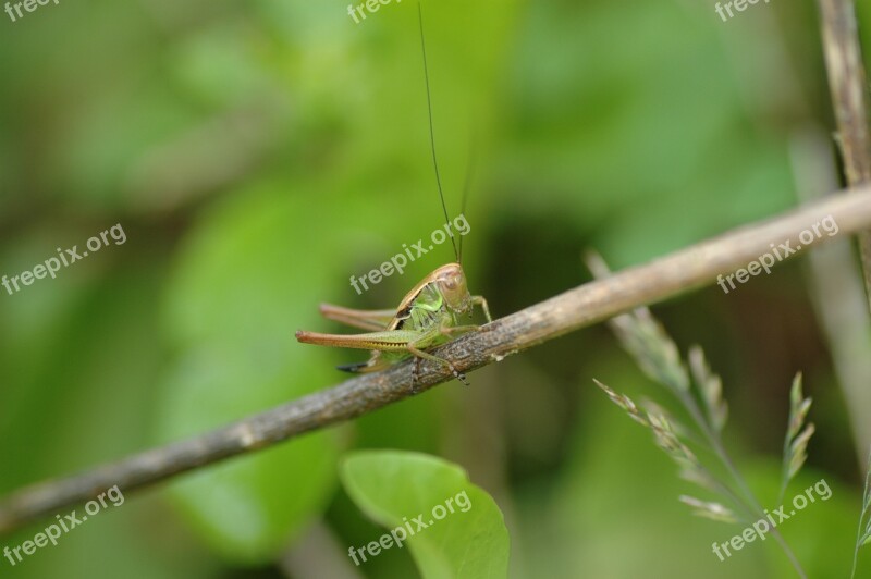 Grasshopper Green Insect Nature Animal