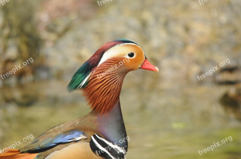 Duck Drake Color Mandarin Ducks Plumage