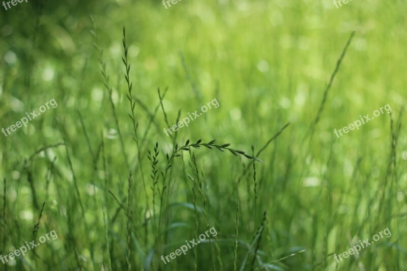 Grass Green Wheat Free Photos