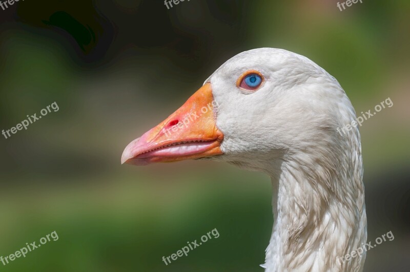 Goose Head Domestic Poultry Bird