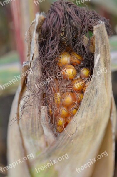 Corn Corn Kernels Harvest Summer Field