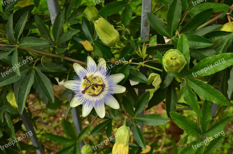 Passion Fruit Flower Passiflora Blossom Bloom