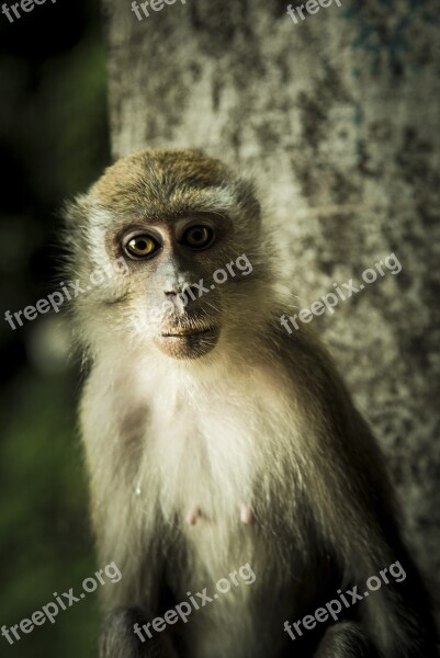 Monkey Ape Primate Malaysia Nipples