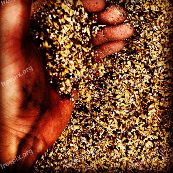 Beer Craft Malt Barley Hand