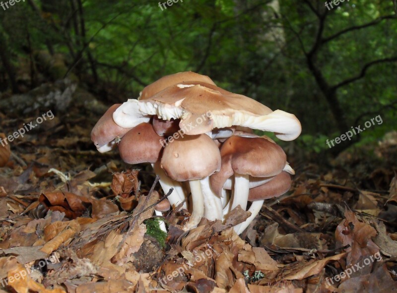 Mushrooms Autumn Wood Nature Season