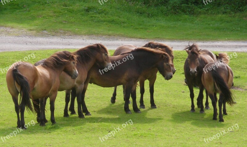 Ponies Herd Horse Animal Group