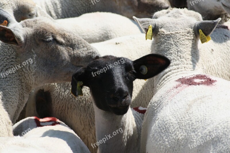 Sheep Animals France Salt Marsh North