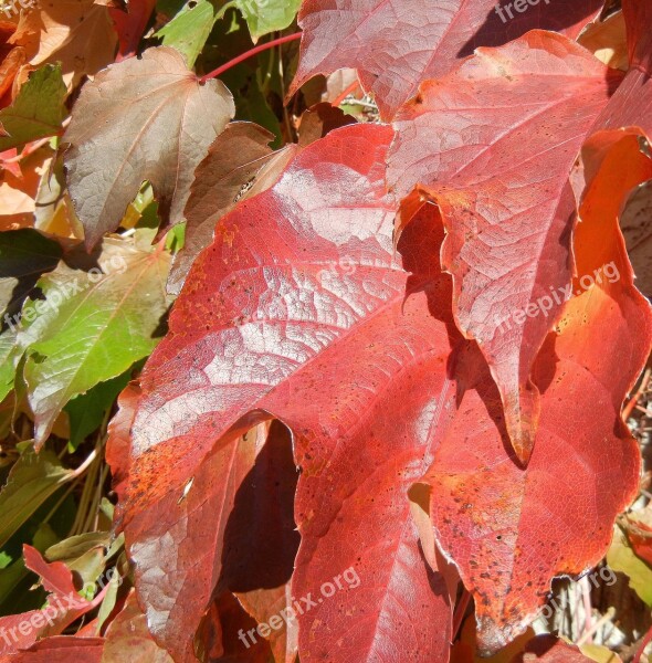 Autumn Leaves Colorful Canada Free Photos