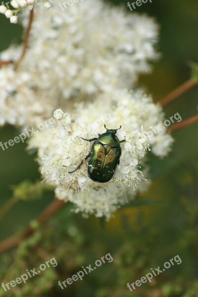 Beetle Insect Mountain Flower Alps Free Photos