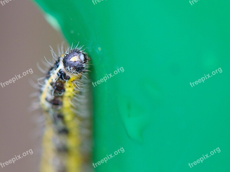 Caterpillar Leaf Nature Macro Free Photos