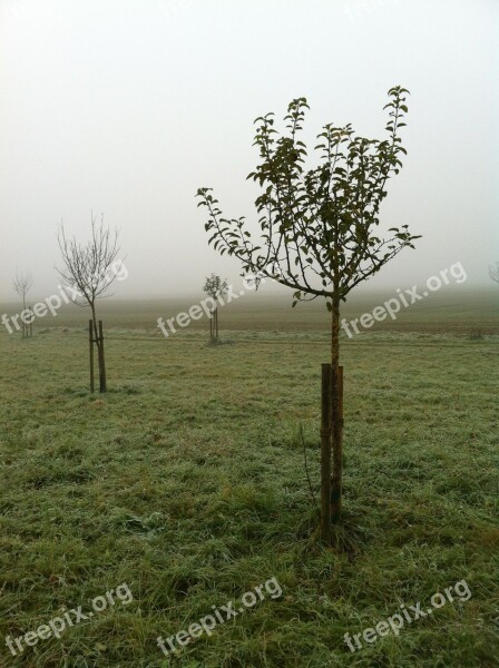 Orchard November Fog Plant Trees