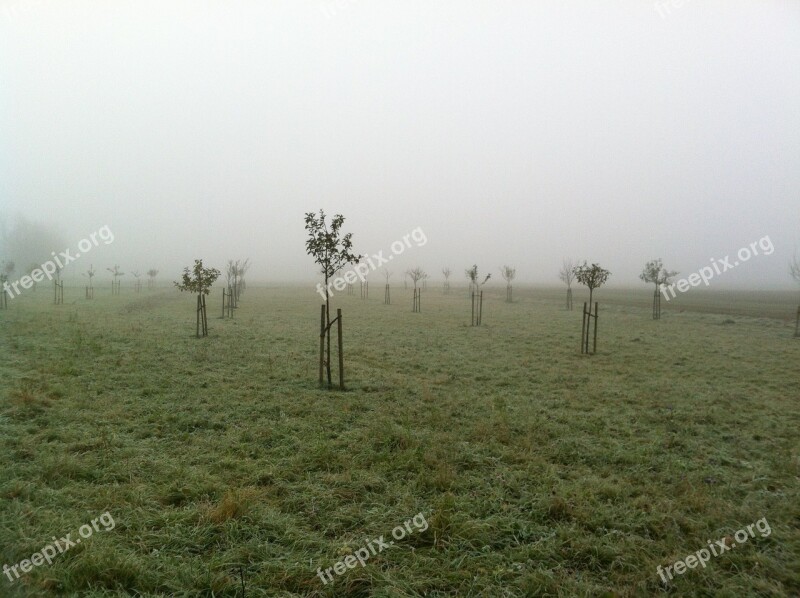 Orchard November Fog Plant Trees