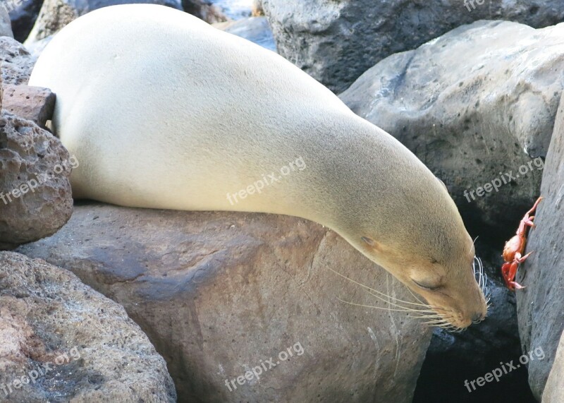 Seal Galápagos Crab Nature Free Photos