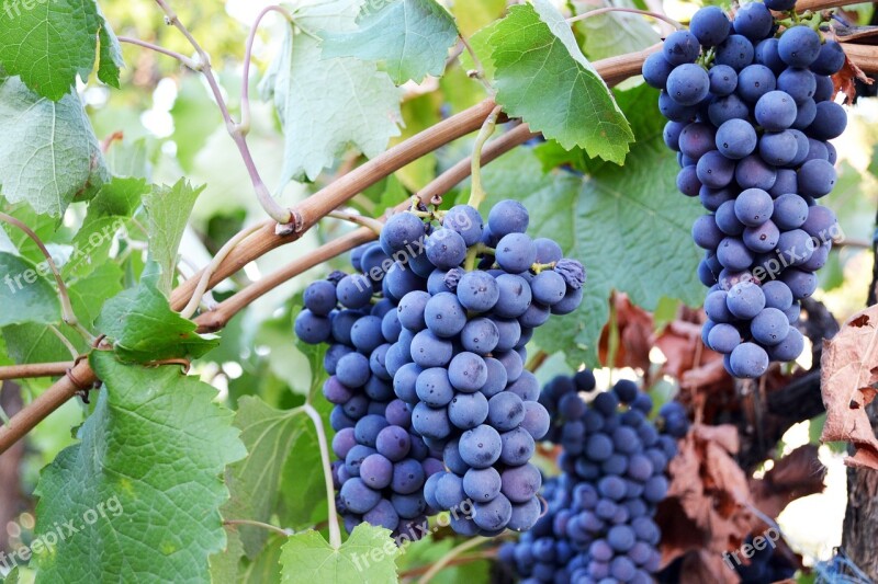 Grapes Blue Fruit Food Healthy