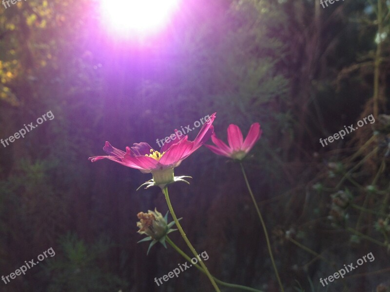 Coreopsis Cosmos Bipinnatus Flower Pedals Pink