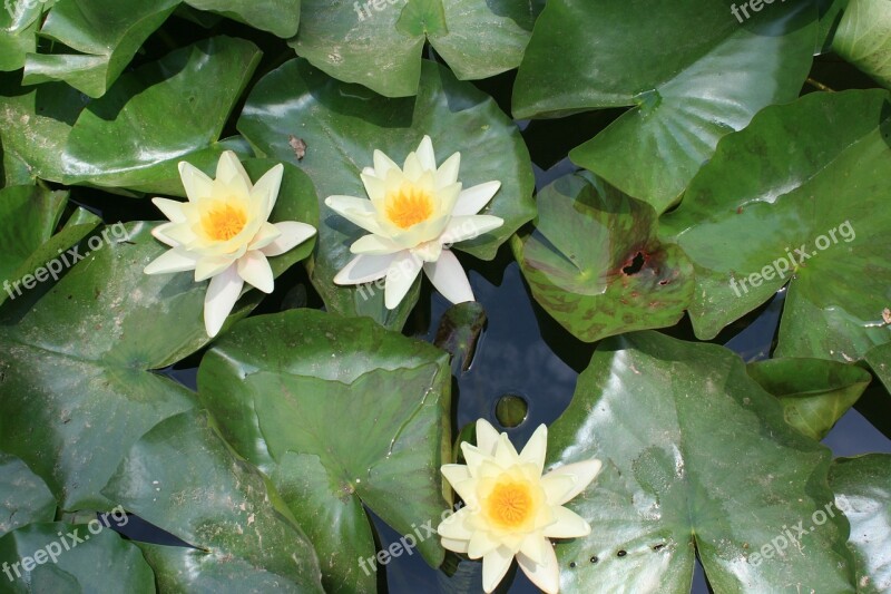 Water Lily Aquatic Plant Pond Flower Free Photos