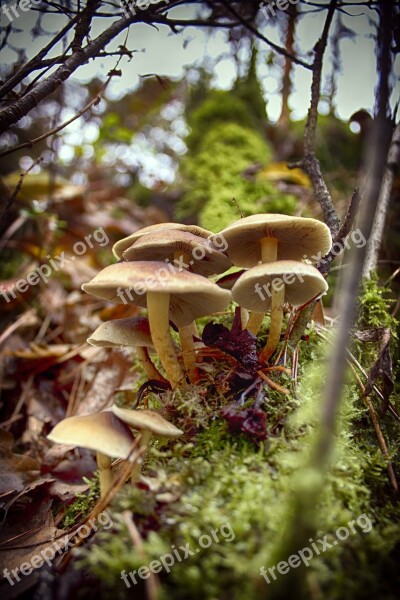 Paths Chairs Wood Scavengers Fungi Eerbeek Veluwe