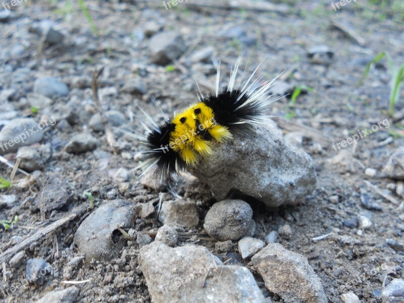 Caterpillar Nature Spikes Larva Rock