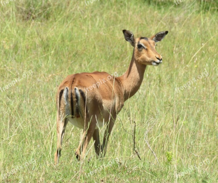 Impala Gazelle Africa Nature Mammal