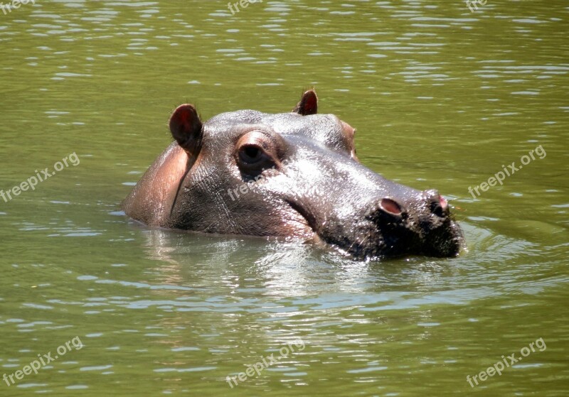 Hippo Africa Nature Mammal Wildlife