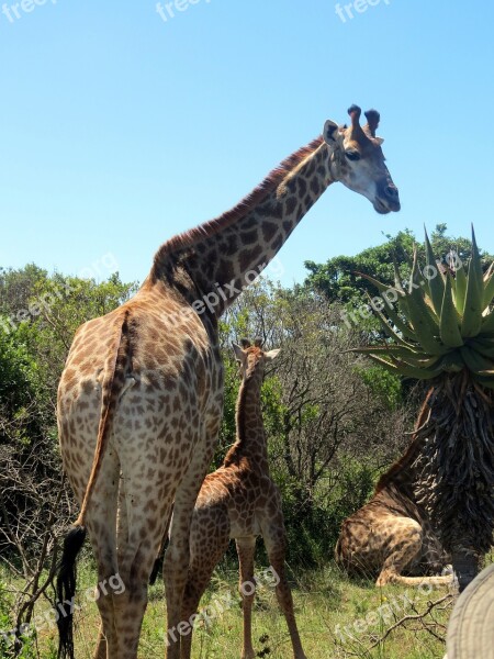 Giraffes Baby Giraffe Africa Nature Mammal