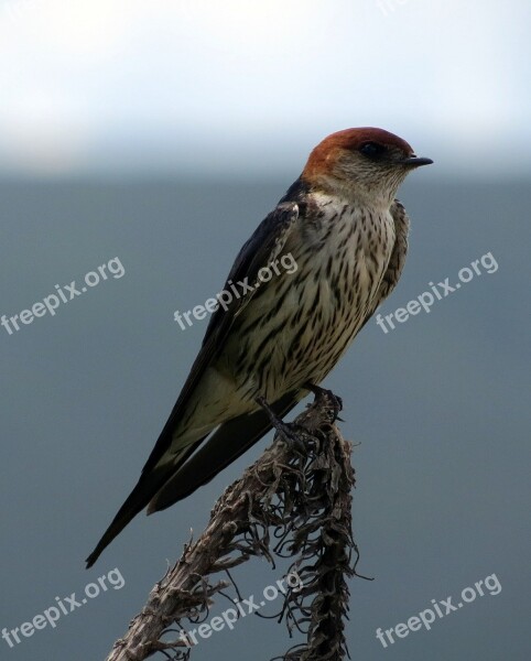 Swallow Bird Orange Striped Africa