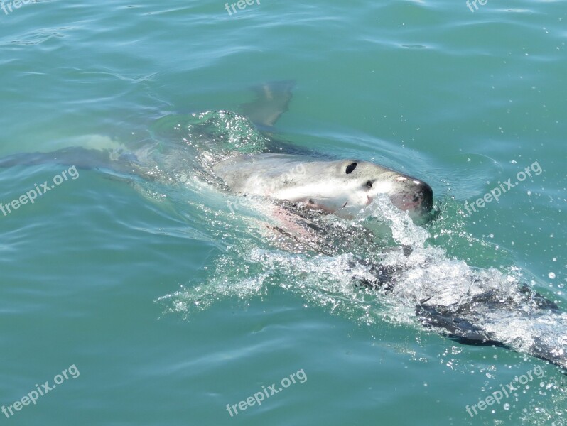 Great Wthite Shark Shark South Africa Africa Nature