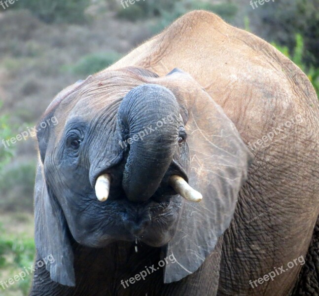 Elephant South Africa National Park Nature Safari