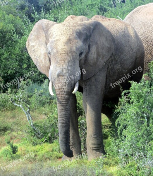 Elephant South Africa National Park Nature Safari