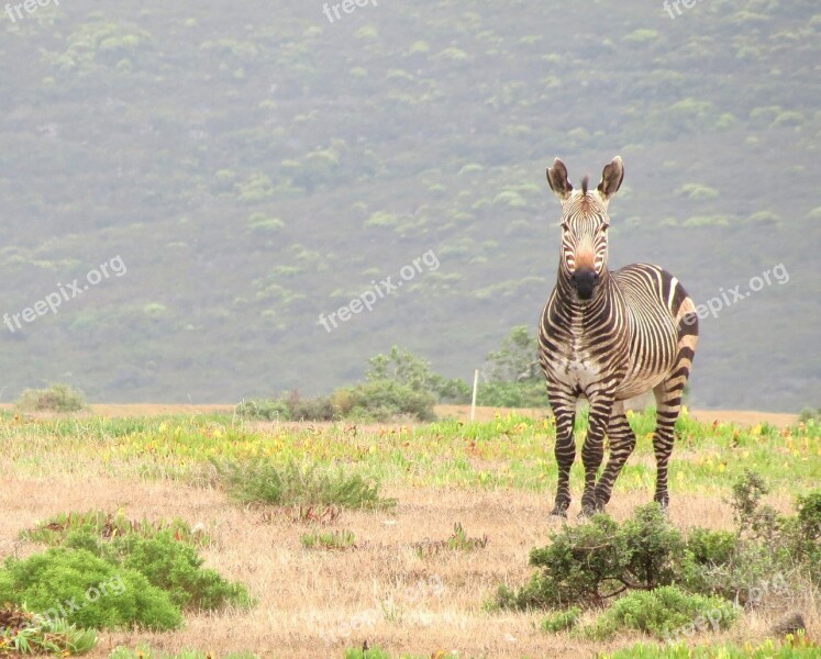 Zebra Mammal South Africa Wildlife