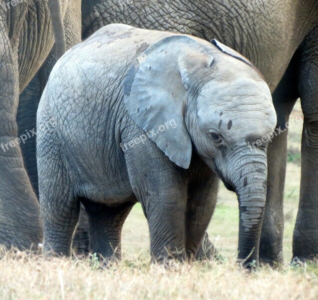 Elephant Elephant Baby Calf Wildlife South Africa