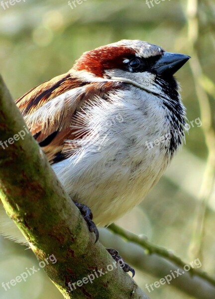 House Sparrow Sparrow Bird Wildlife Nature