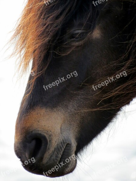 Pony Horse Brown Animal Mature