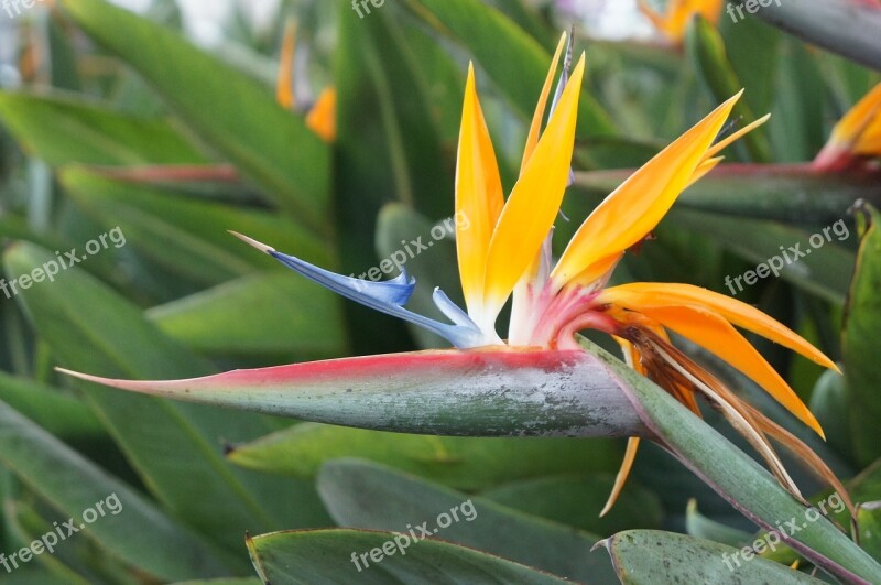 Bird Of Paradise Flower Flower Green Plant Nature