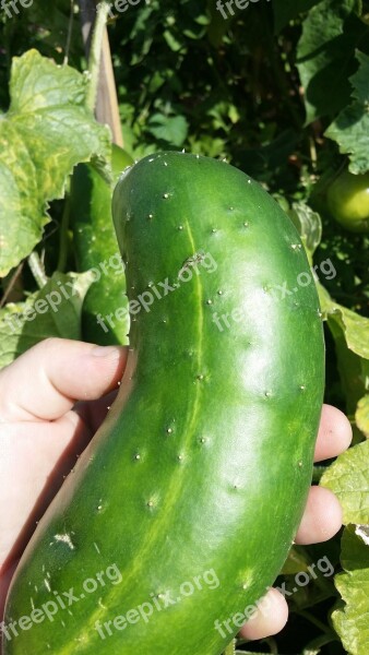 Cucumber Green Hand Mature Free Photos