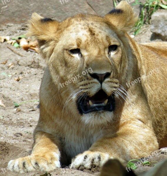 Lioness Wildcat Predator Zoo Lion