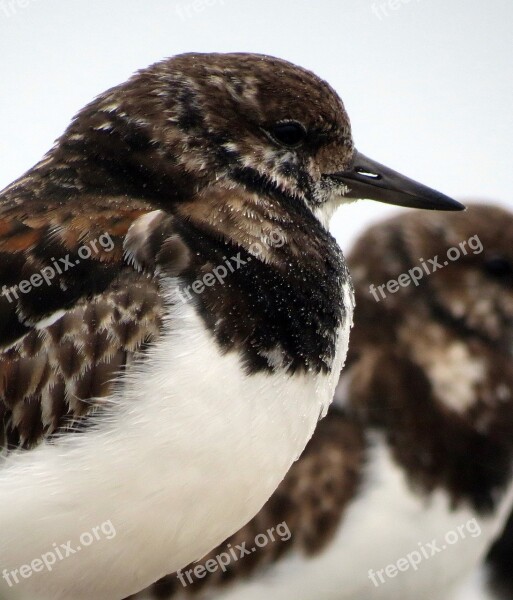 Turnstone Bird Winter Beak Animal