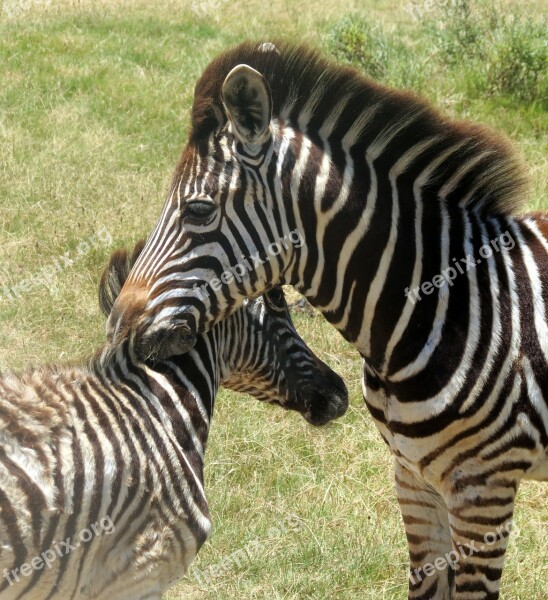 Zebras Animal Mammal South Africa Nature