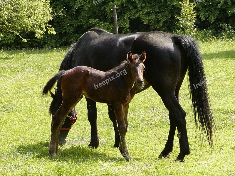 Holstein Horses Foal Animal Mare