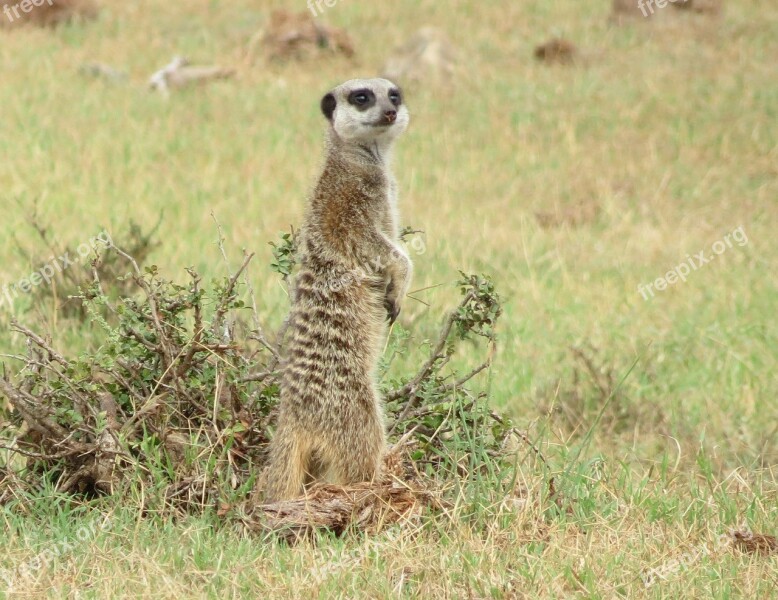 Meerkat South Africa Park Nature Mammal