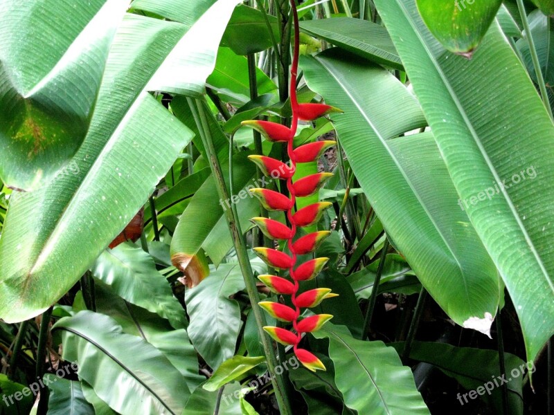 Red Banana Flower Tropical Natural