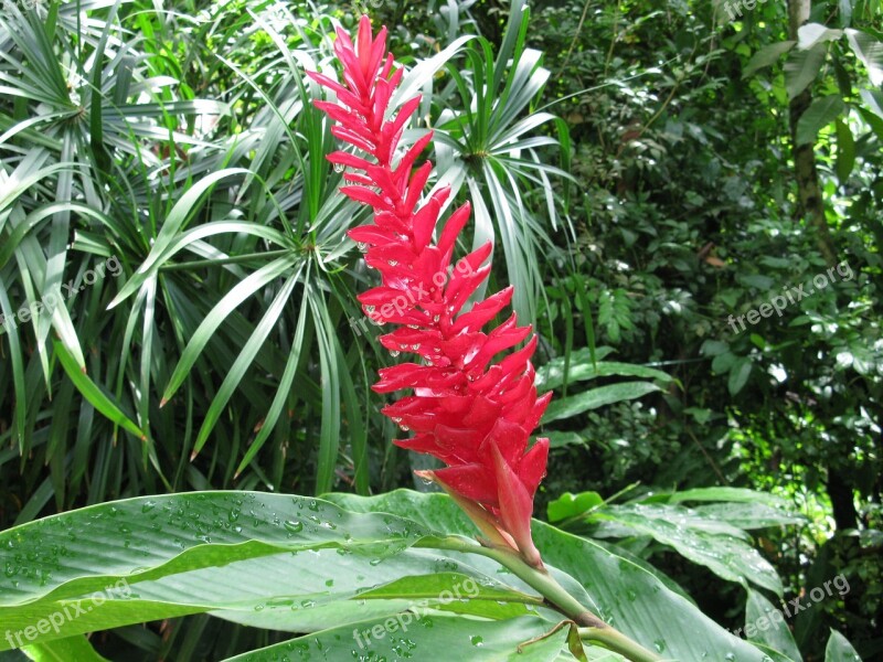 Ginger Red Torch Flower Tropical