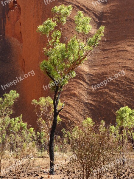 Tree Rock Australia Outback Steppe