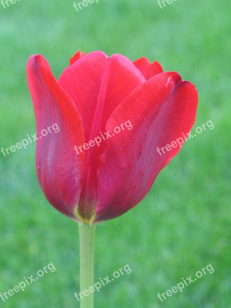 Tulip Grass Spring Red Bloom