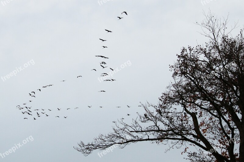 Cranes Flock Of Birds Migratory Birds Birds Animal