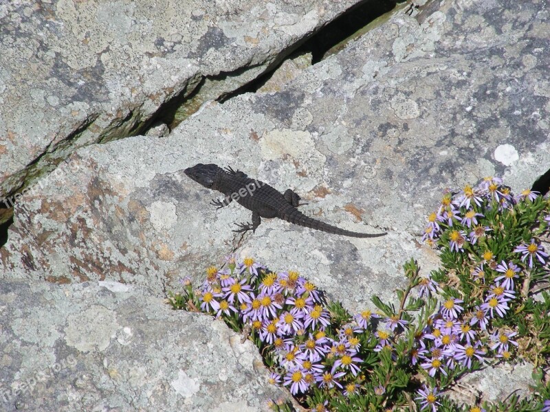 Salamander Africa Stone Rock Free Photos