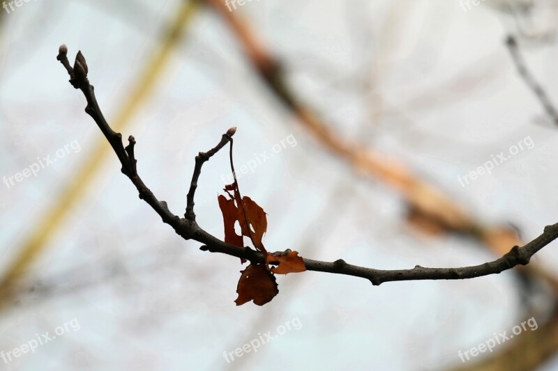 Branch Leaf Autumn Oak Leaves