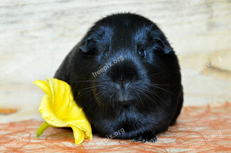 Guinea Pig Smooth Hair Black Rodent Animal